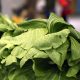 A AUTENTICIDADE GASTRONÓMICA DE LUGO