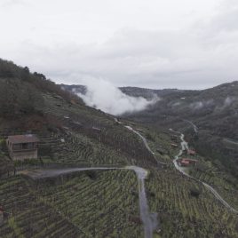 A VITICULTURA HEROICA EN LUGO