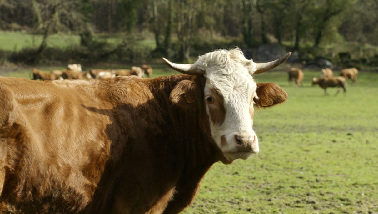 O RURAL COMO EXPERIENCIA TURÍSTICA