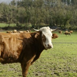 O RURAL COMO EXPERIENCIA TURÍSTICA